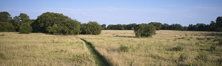 photograph of a prairie with a walking path, trees in the distance